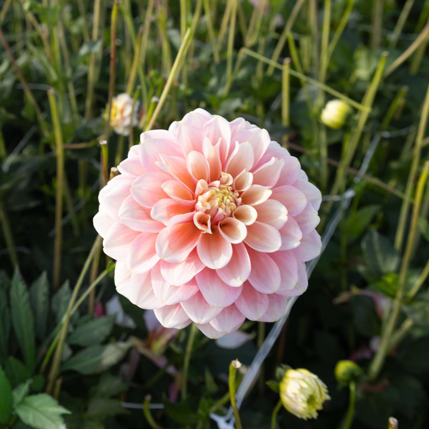 Dahlie ‘Giovanna’ - Dahlia